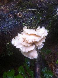 Pleurotus ostreatus image