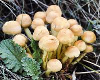 Hypholoma fasciculare image