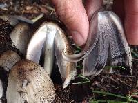 Coprinopsis atramentaria image