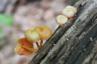 Mycena leaiana image