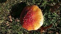 Amanita muscaria image