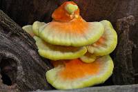 Laetiporus sulphureus image