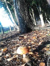 Amanita muscaria image