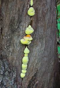 Laetiporus sulphureus image