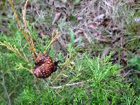 Gymnosporangium juniperi-virginianae image