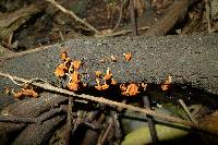 Favolaschia calocera image