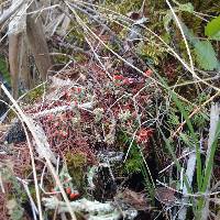 Cladonia cristatella image