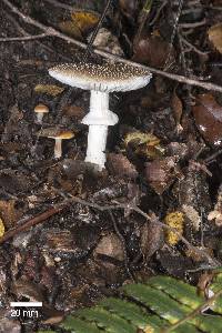 Amanita australis image