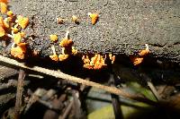 Favolaschia calocera image