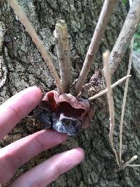 Auricularia auricula-judae image