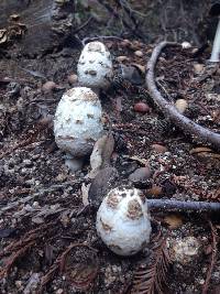 Coprinus comatus image