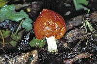 Leratiomyces erythrocephalus image