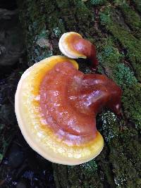 Ganoderma tsugae image