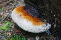 Fomitopsis pinicola image