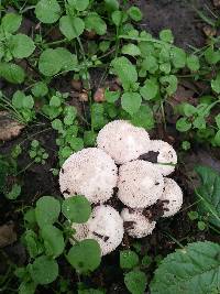 Lycoperdon perlatum image