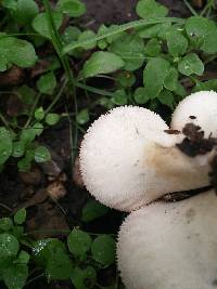 Lycoperdon perlatum image