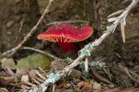 Hygrocybe coccinea image