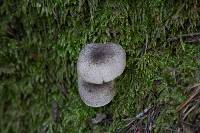 Lepiota atrodisca image