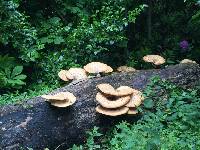 Polyporus squamosus image