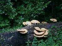 Polyporus squamosus image