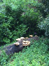 Polyporus squamosus image