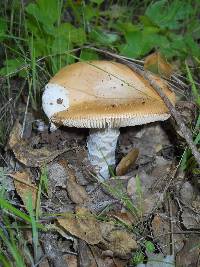 Amanita velosa image