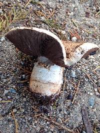 Agaricus bitorquis image