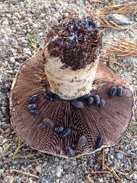 Agaricus bitorquis image