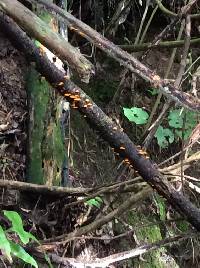 Favolaschia calocera image