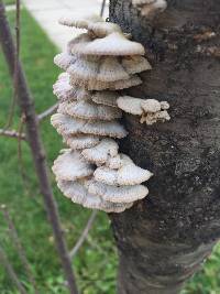 Schizophyllum commune image