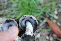 Coprinopsis atramentaria image