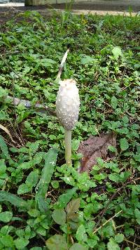 Coprinus comatus image