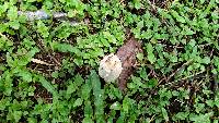 Coprinus comatus image