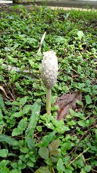 Coprinus comatus image