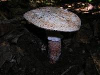 Amanita novinupta image