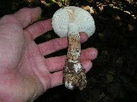 Amanita novinupta image