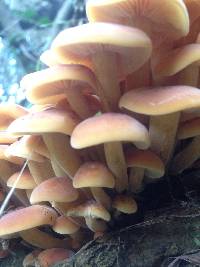 Flammulina velutipes image