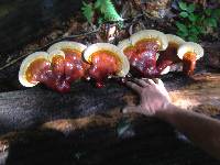 Ganoderma lucidum image