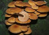 Flammulina velutipes image