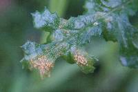 Puccinia lagenophorae image