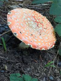 Amanita muscaria image