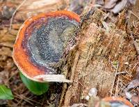 Fomitopsis pinicola image