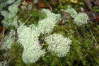 Cladonia confusa image