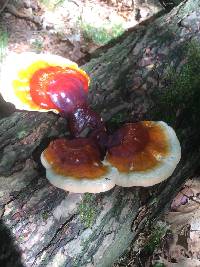 Ganoderma tsugae image