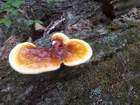 Ganoderma tsugae image