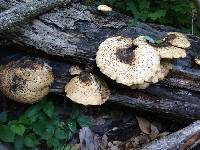 Polyporus squamosus image