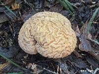 Calvatia craniiformis image