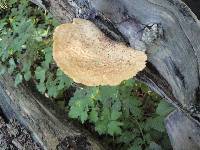 Polyporus squamosus image