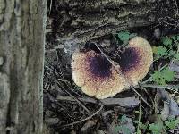 Polyporus squamosus image