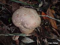 Calvatia craniiformis image